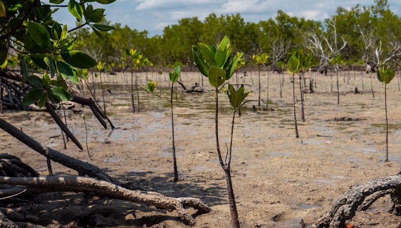 mangrove-replanting