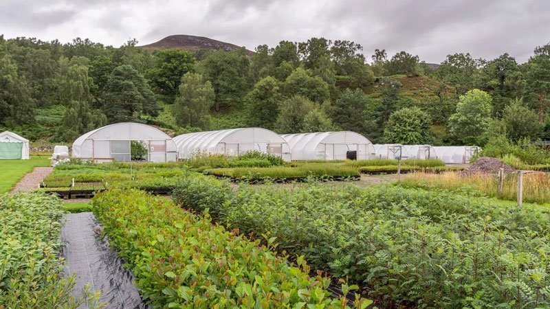 tree-nursery-1