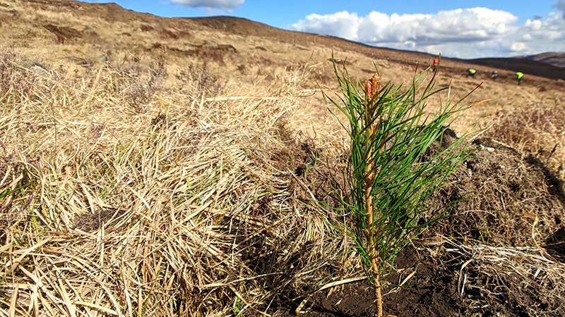 Young scots pine planted at Dundreggan © Trees for Life