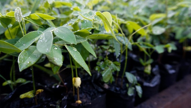 communitree project-planting
