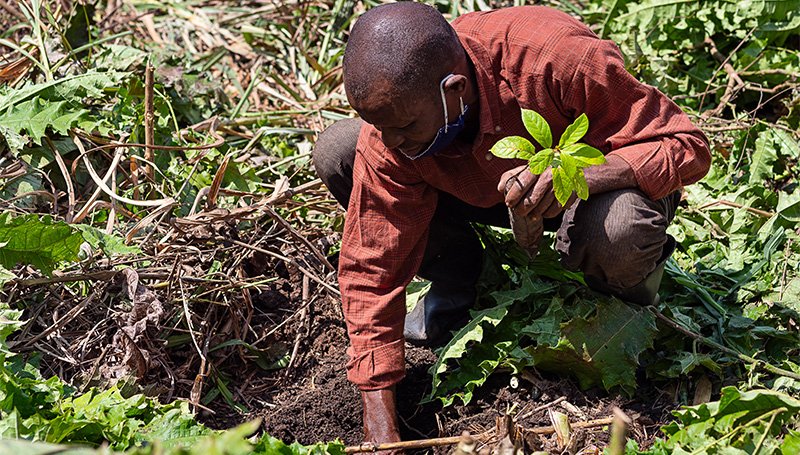 Trees For Global Benefits_C Level_2