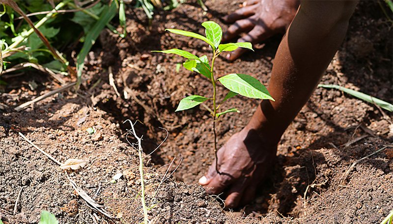 Trees For Global Benefits_CLevel_5