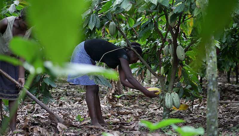 Trees for Global Benefits_C Level