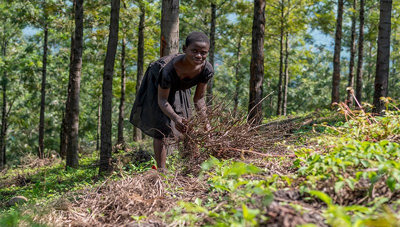 Trees for Global Benefits_C Level_3